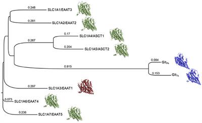 Homology Modeling Informs Ligand Discovery for the Glutamine Transporter ASCT2